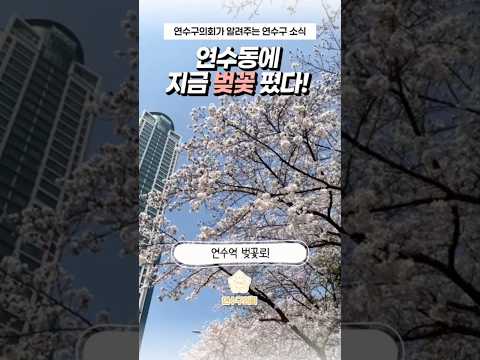 실시간 연수역 벚꽃 근황