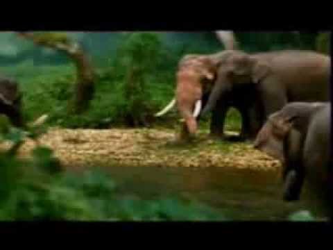 Save Elephant - Thushara Unambuwa -2013-Sri Lanka