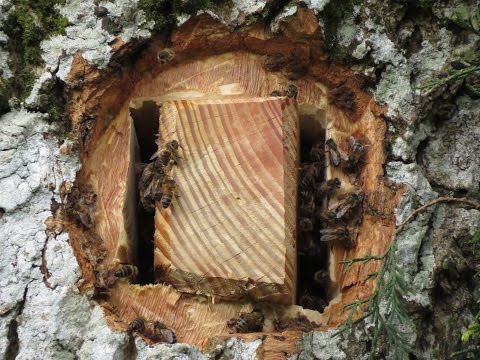 A  Hive for the Honeybee in the Heart of a Tree - Celebrating Britain's First Tree Hive