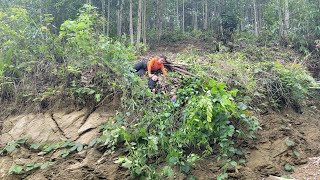 Single mother: harvesting sweet potatoes to sell - collecting firewood for storage - daily life