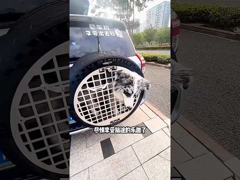 😱🚗 قطة داخل إطار السيارة؟ لن تصدقوا ما حدث! 🐱