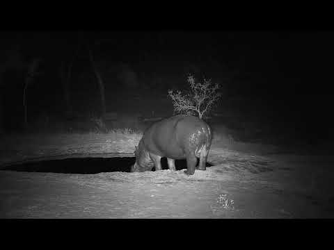 Djuma: Lone Hippo leaving for the night - 18:41 - 10/12/19