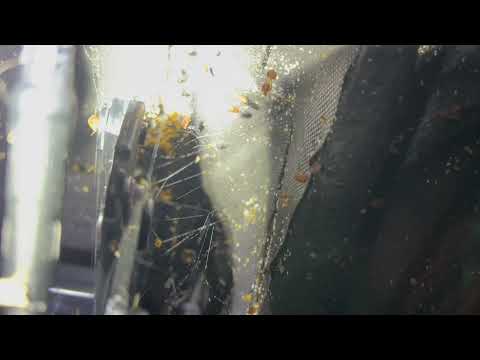 Every Crevice of Recliner is Infested with Bed Bugs in Manchester, NJ