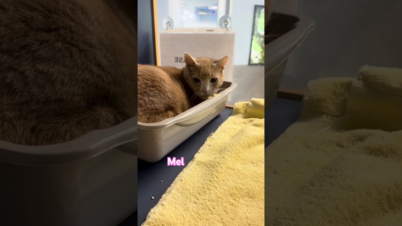 Enlarge Mellow Yellow, a Adoptable American Shorthair in Yonkers, NY video 2/4