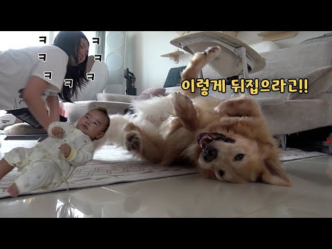 아기에게 뒤집는 법 알려주는 리트리버ㅋㅋ 집안 웃다가 뒤집어짐ㅋㅋ