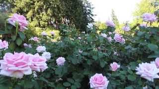 Hemingway "No Hard Feelings" Official Music Video