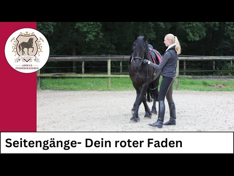 Beachte diese Reihenfolge für die Ausbildung deines Pferdes.