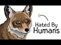 Why It Sucks To Be Born As A Coyote