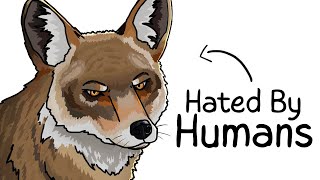 Download lagu Why it Sucks to Be Born As a Coyote mp3