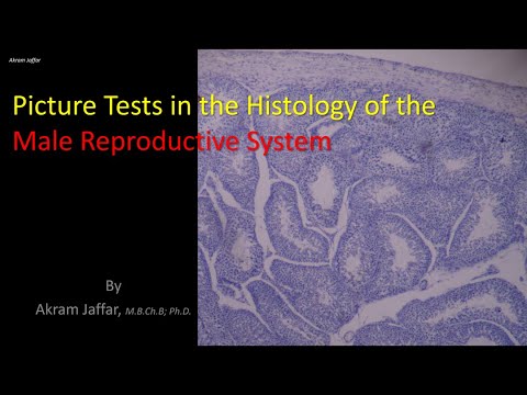 Histologie des männlichen Fortpflanzungssystems