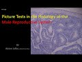 Picture tests in histology reproductive system - male
