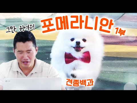 포메라니안 편 1부｜견종백과