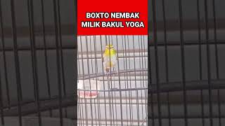 Download lagu masteran pleci buxtoni nembak wit wit | pleci Bustomi nembak #shorts mp3 Download lagu masteran pleci buxtoni nembak wit wit | pleci Bustomi nembak #shorts mp3
