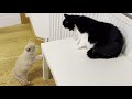 Angry Cat Hisses At New Kitten