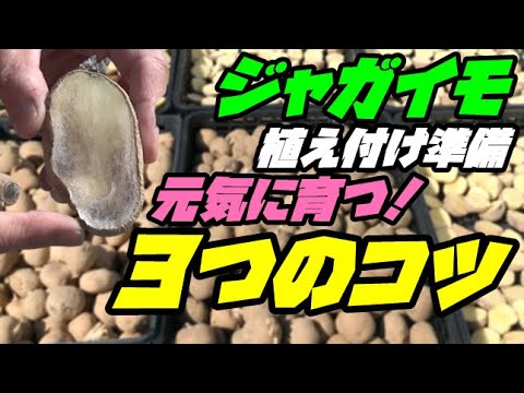 ジャガイモの栽培: 最もよくある 3 つの間違い 庭の練習