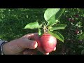 Apple Orchard Field Trip