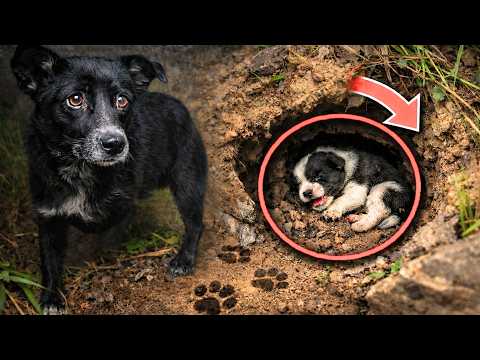 The Smallest Puppy Was Missing This Morning… His Three-Legged Mom Was Desperate