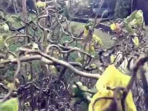 Coryllus avellana 'Contorta' - reversion