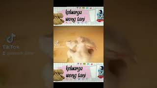 Download lagu ayam joget lucu#shorts #ayam @keluargawongtani7190 mp3