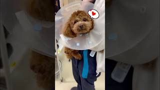 とってもお利口さんトイプードル　#トイプードル #犬のいる暮らし #動物病院