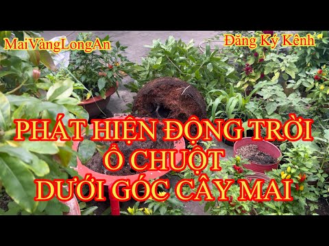 Chăm Sóc Mai Vàng, Phát Hiện Động Trời, Chuột Làm Ổ Dưới Góc Cây Mai Cổ Thụ. ngày 20 tháng 4, 2022