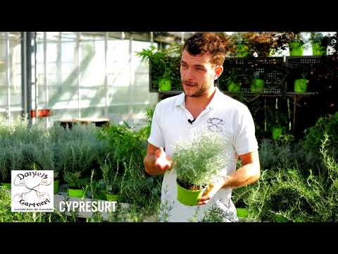 Daniel's Gartneri - Cypresurt