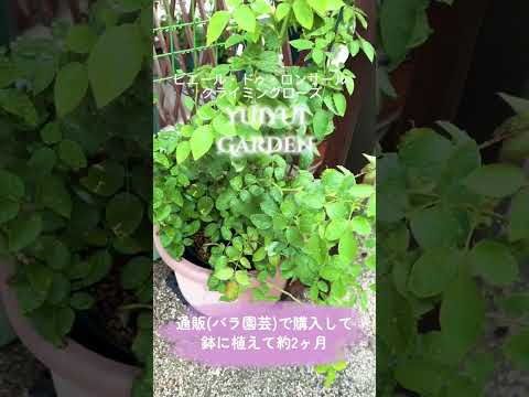 いつバラの茂みを植えるのですか？これを達成するにはどうすればよいでしょうか?裸根の植物はどうすればいいですか？  庭園