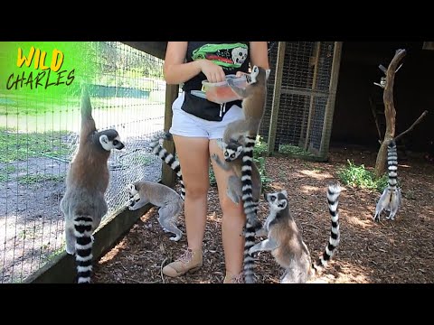 image-What animals are lemurs related to?