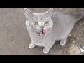 Gray Cat Waiting For Me