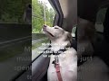 Pointer Dog Ate a Wild Mushroom And She Got High - Funny Dogs #shorts