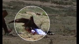 Download lagu Golden eagle attacks 8 yo girl at ethnofestival in Kyrgyzstan mp3