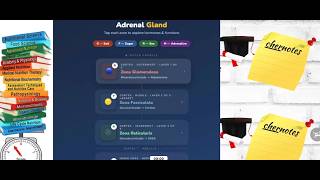 Adrenal Gland Explained | Cortex Zones & Medulla