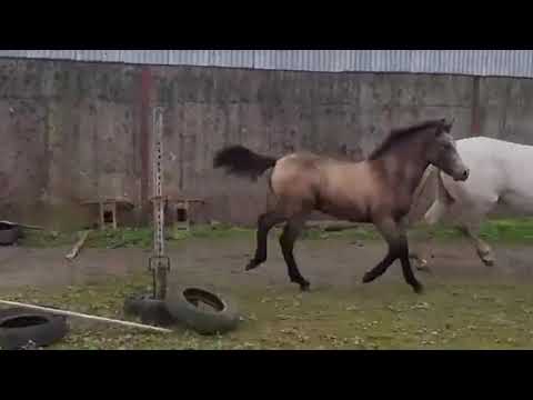 Connemara Colt Foal - Image 2