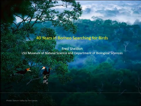 40 Years in Borneo: Hacking Through the Jungle in Search of Birds