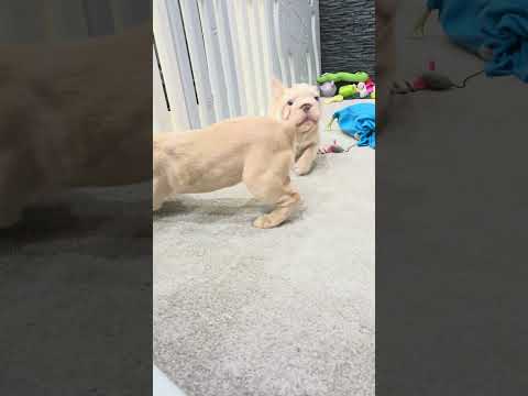 Video 4