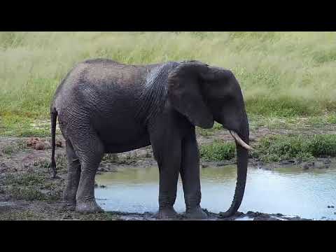 Djuma: Lone Elephant - 13:12 - 03/19/19