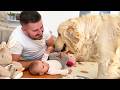 These Big Dogs Keep Trying to Play With the Baby