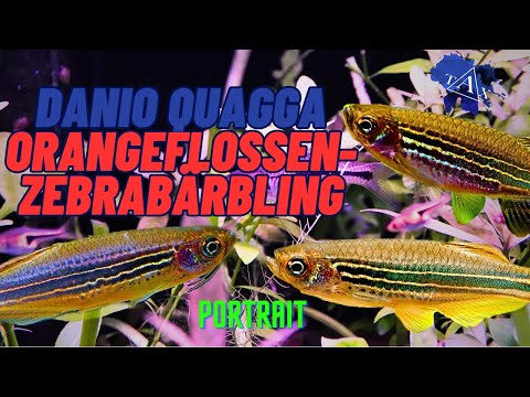 DANIO QUAGGA I Orangeflossenzebrabärbling I TAX