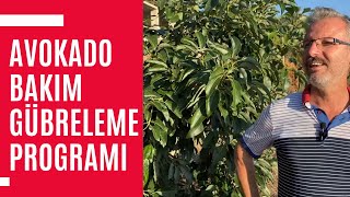 Avokado gübreleme programı - Deneyim, tecrübe ve daha fazlası