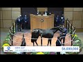 Goodnight Olive Sells For 6 000 000 At The November Sale 2023