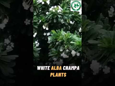 White Alba Champa Plants