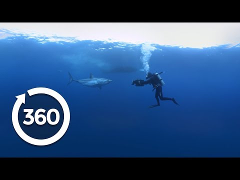 Swim With Mako Sharks in This 360° Video