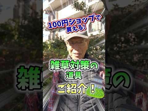 種からトマトを育てる方法 家庭菜園の播種 冬の終わりに自家製野菜を始める