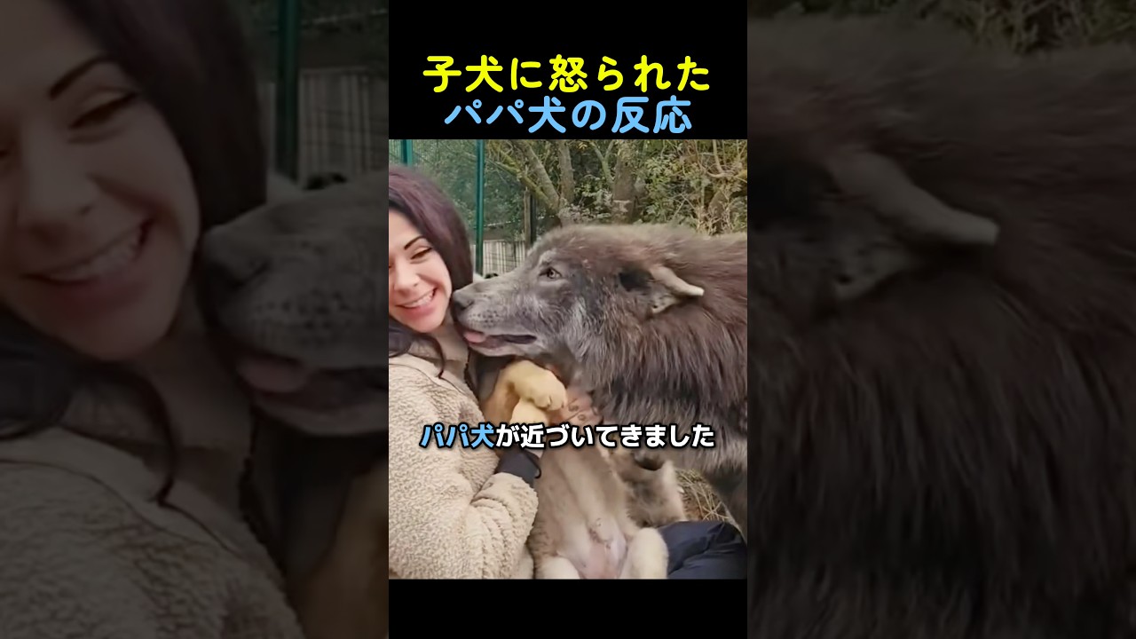 子犬に怒られたパパ犬の反応🐶🐕  #動物動画 #動物