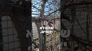 חיגור - תבדקו שהצמחים שלכם לא גדלים עם חבלים וקשירות בתוכם