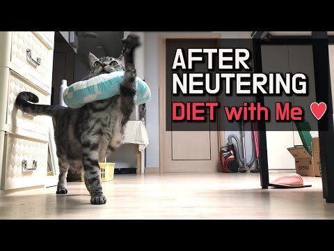 Cat After Neutering. Gain Weight. Fat Cat? Diet To Lose Weight
