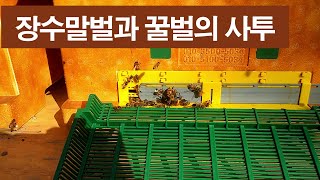 장수말벌과 사투를 벌이는 꿀벌, 물러서지 않는 꿀벌의 용맹함에 박수를 보냅니다.