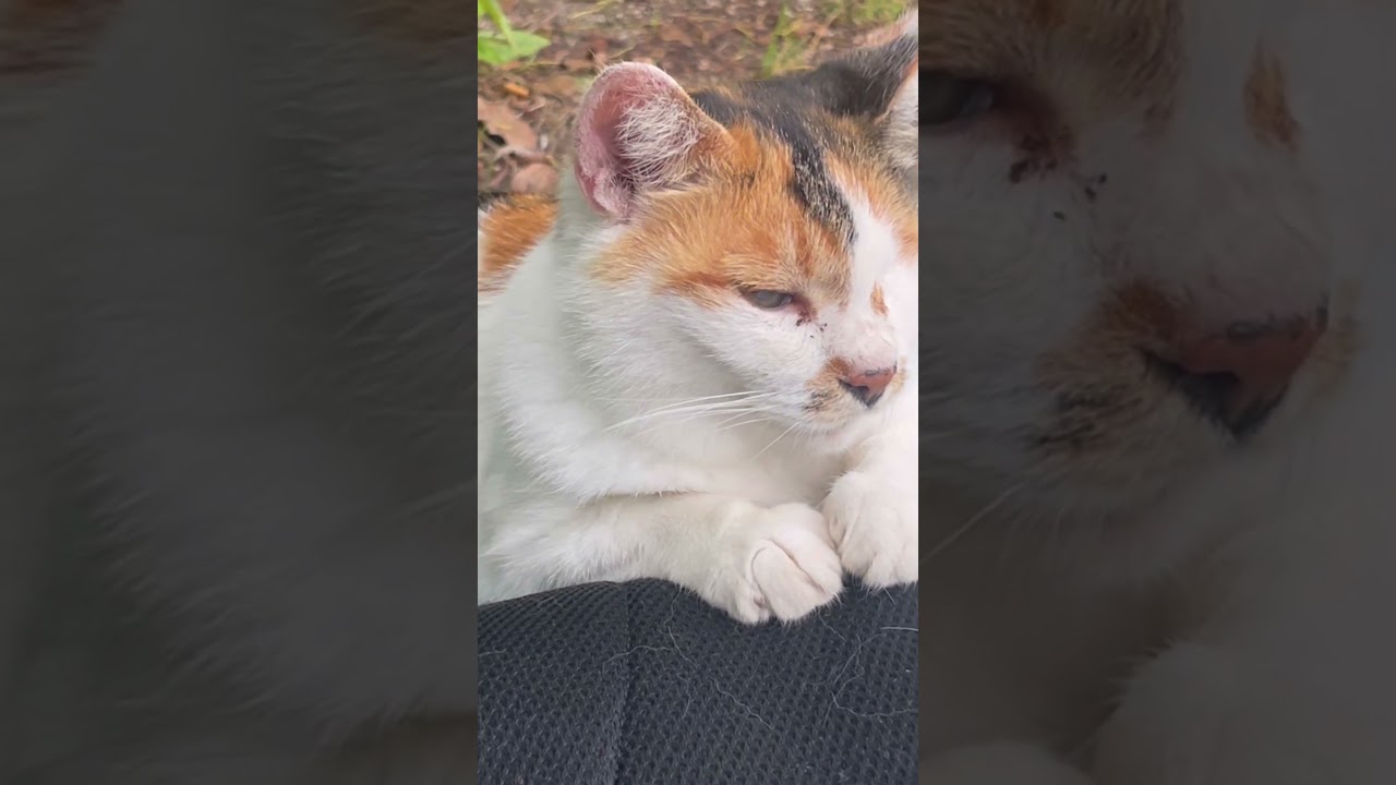 【過去動画】リュックが斜めでも気にしないみぃ〜ちゃん。#猫動画ショート