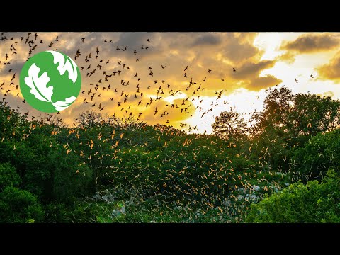 Bracken Bat Cave | The Nature Conservancy