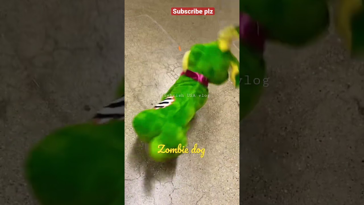 Zombie dog #halloween #dog #spirithalloween #viral #zombie #halloweendecor